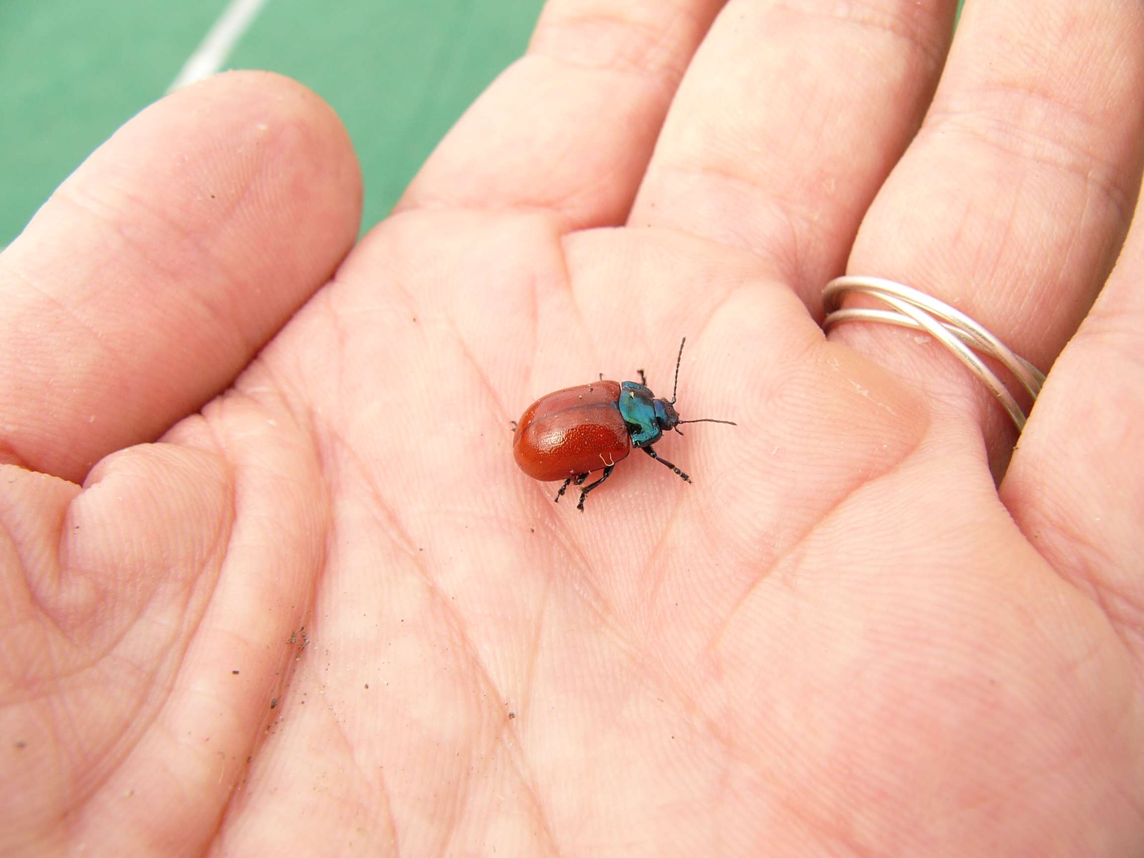 Chrysolina grossa (Chrysomelidae)